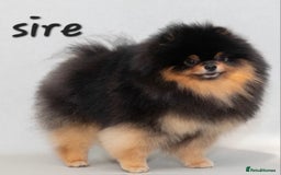 Pomeranian dogs for sale: orange girl 🩷and blue&tan boy 💙available  - Image 10