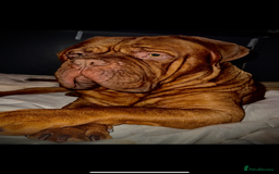 Dogue De Bordeaux dogs for sale: Full kc registered champion bloodline ddb puppies  - Image 2
