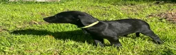 Labrador Retriever dogs for sale: Gorgeous Labrador Boy Puppy Last one in Newton Abbot - Advert 6