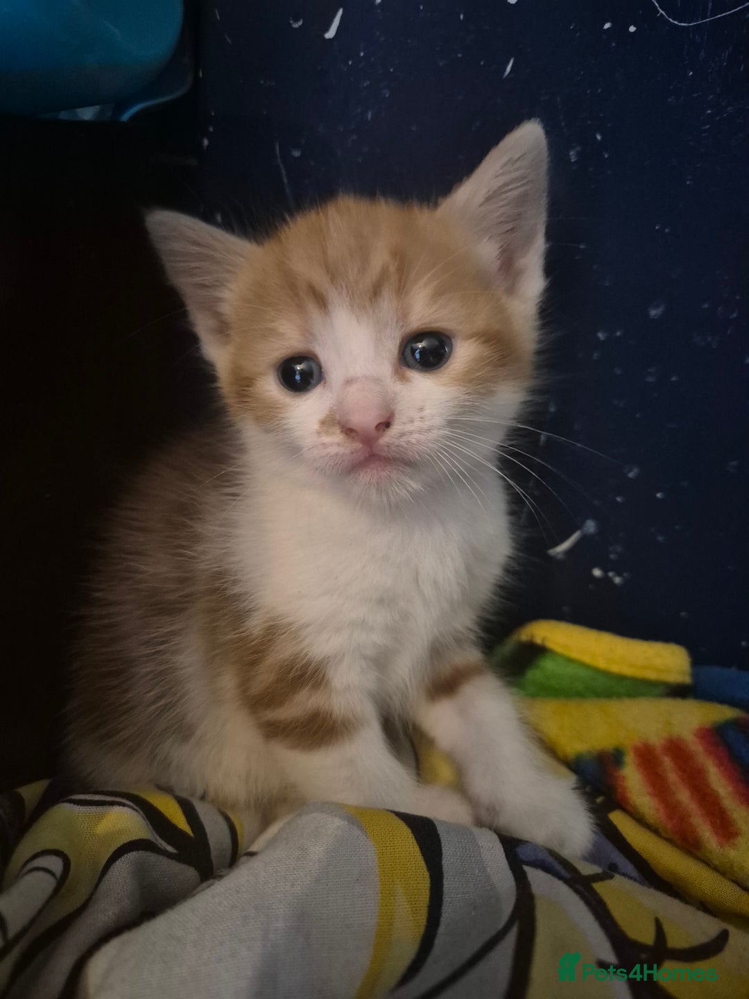 Mixed Breed cats for sale: Kittens looking for forever homes - Image 9