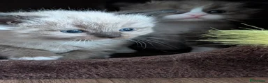 Ragdoll Kitten 2