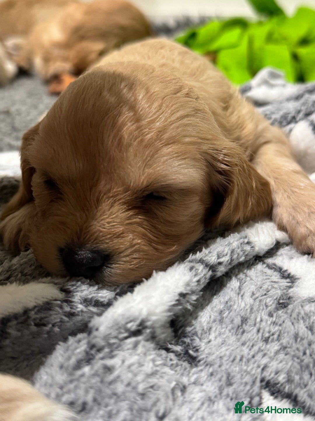 Cavapoochon dogs for sale: Cavapoochon puppies - Advert 14