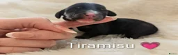 Miniature Dachshund dogs for sale: 🏆 Russian Champion lines + longhaired mini daxies - Advert 12