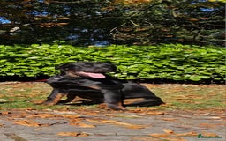 Rottweiler dogs for sale: Kenai  - Image 2