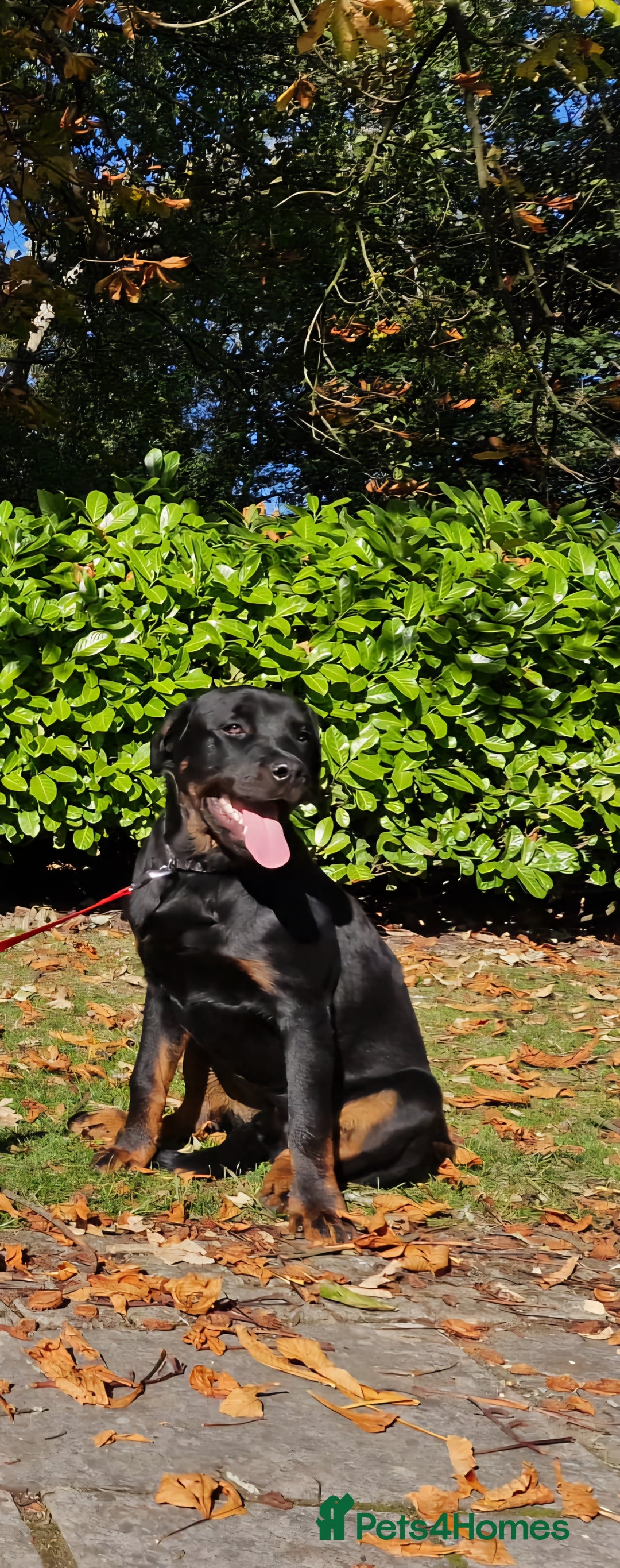 Rottweiler dogs for sale: Kenai  - Image 2
