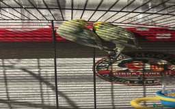 Parrots birds for sale: We are looking to rehome all types of birds - Image 4