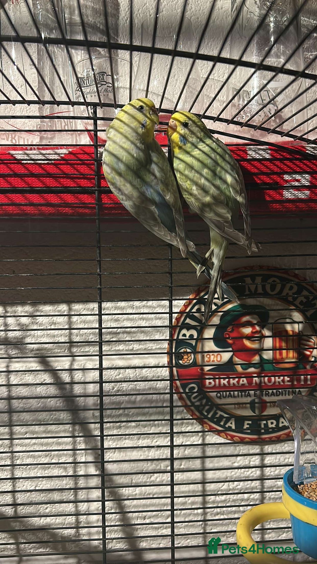 Parrots birds for sale: We are looking to rehome all types of birds - Image 4
