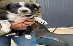 Border Collie dogs for sale: Border collie pups - Image 23
