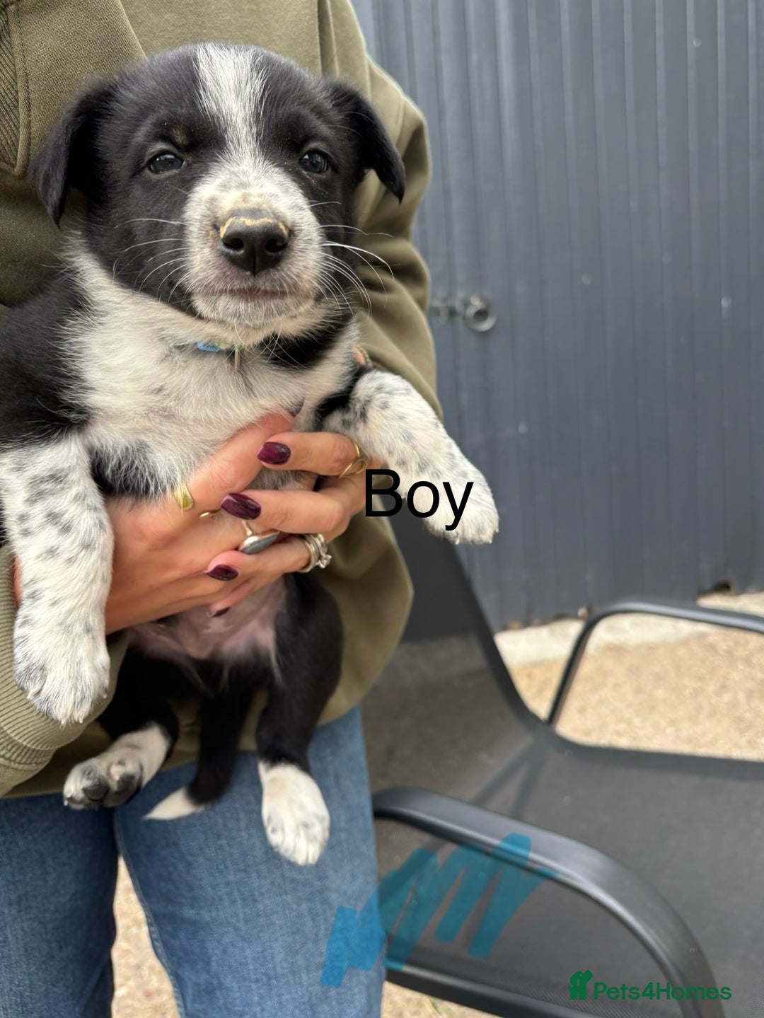 Border Collie dogs for sale: Border collie pups - Image 23