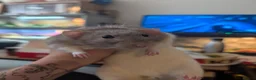 Rat rodents for sale: Two male rats (read description please) in Poole - Advert 5