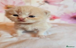 British Shorthair cats for sale: A charming kitten will be available in December. - Image 38