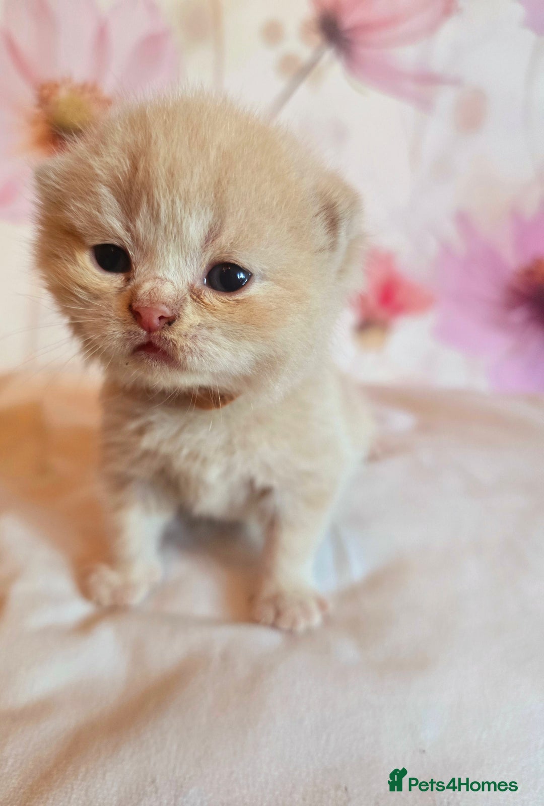 British Shorthair cats for sale: A charming kitten will be available in December. - Image 38