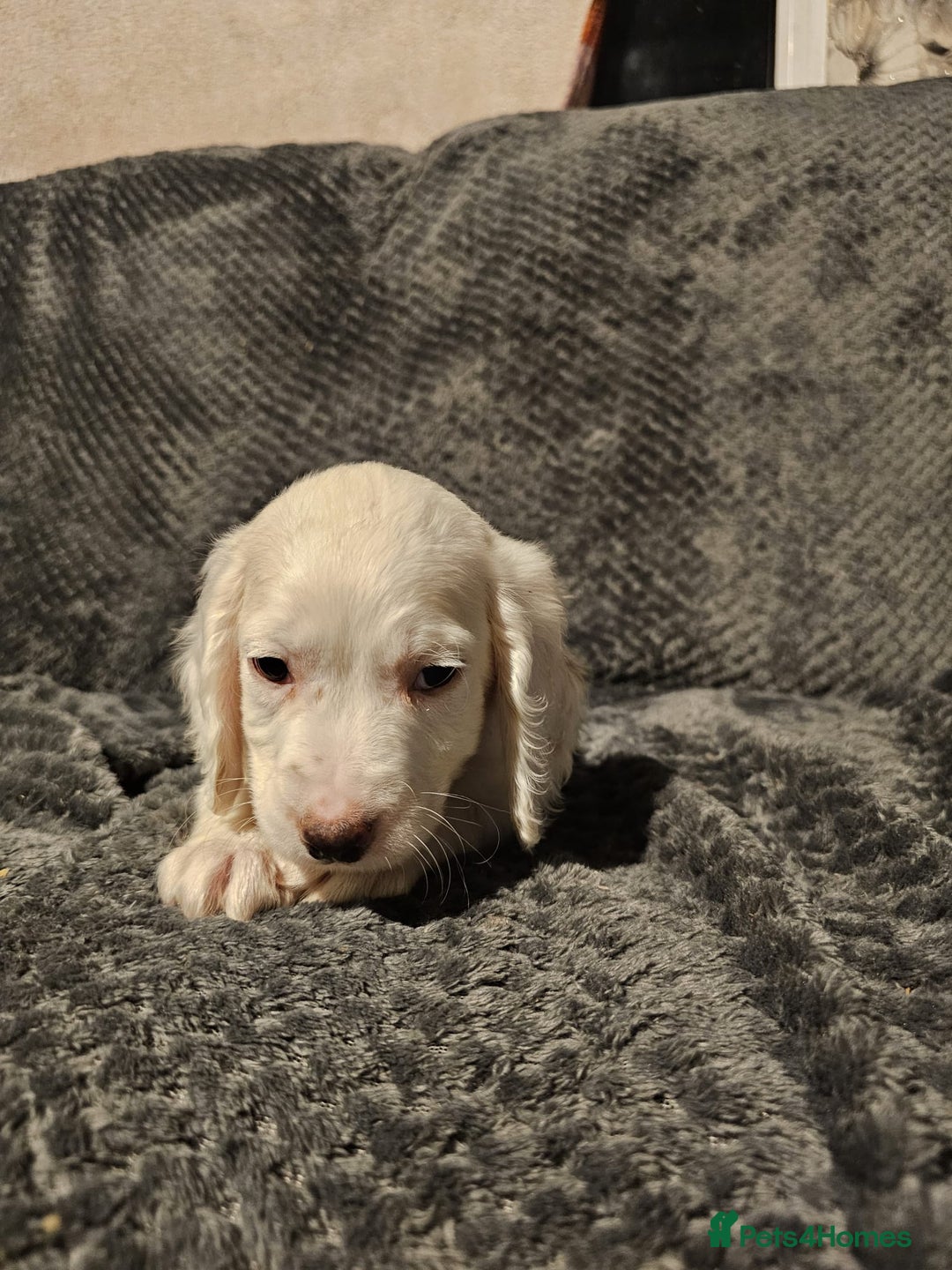 Cocker Spaniel dogs for sale: Cocker spaniels puppy's  - Advert 24