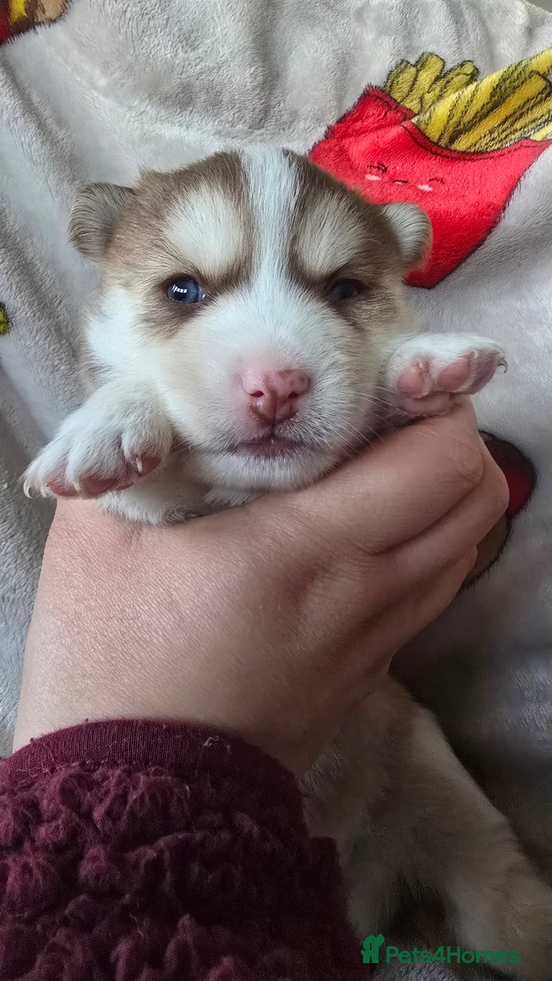 Pomsky dogs for sale: Pomsky Puppies for Sale - Advert 14