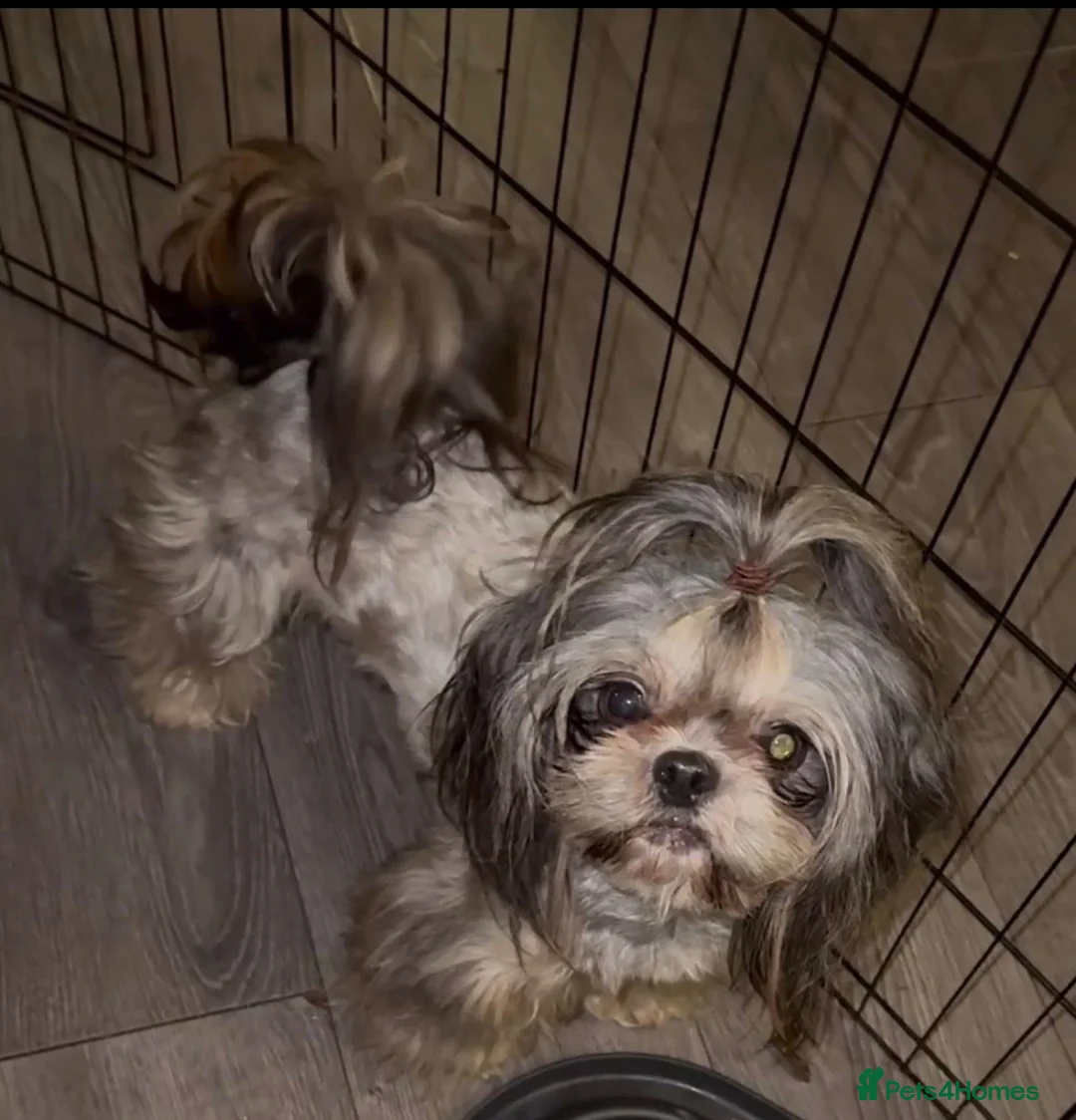 Shih Tzu dogs for stud: MR MOGWAI Blue & Tan carrying choc Imperial Stud  - Advert 1