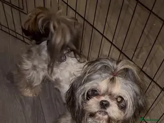 Shih Tzu dogs MR MOGWAI Blue & Tan carrying choc Imperial Stud - Advert 8