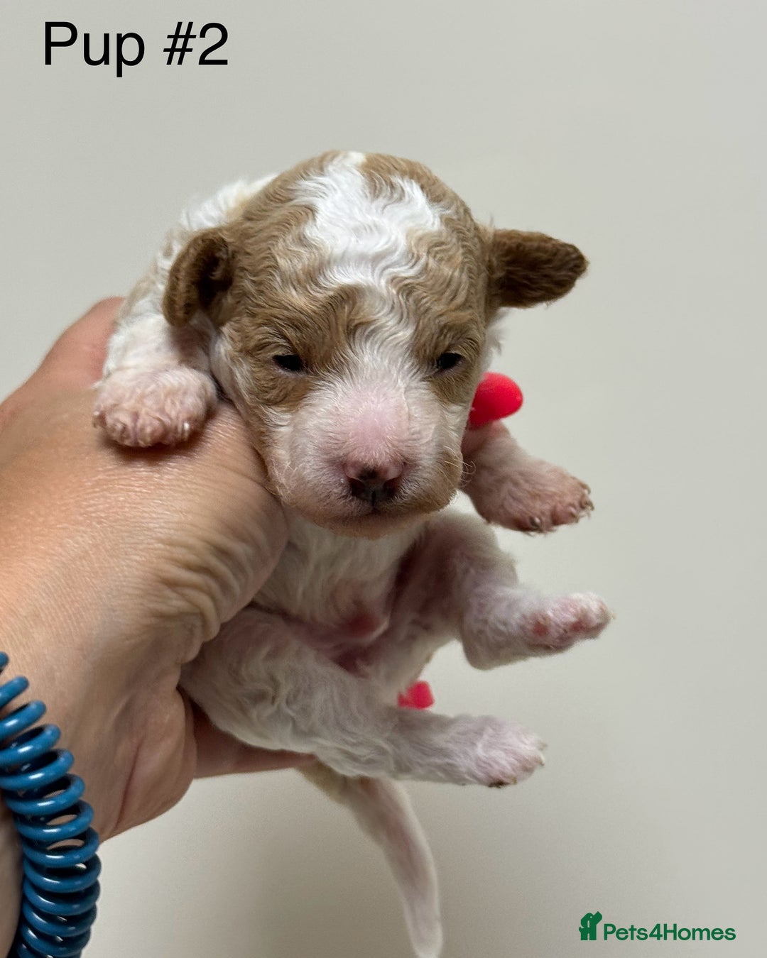 Toy Poodle dogs for sale: Tiny red & white parti toy poodle girl & boy - Image 2