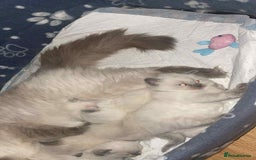 Ragdoll cats for sale: Pure ragdoll kittens ready to leave now ‼️ - Image 6