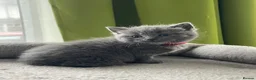 British Shorthair cats for sale: Beautiful British kittens 🐈‍⬛  - Advert 20