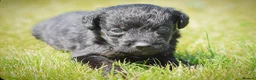 Mixed Breed dogs for sale: Beautiful litter of Patterpoo’s   - Advert 7