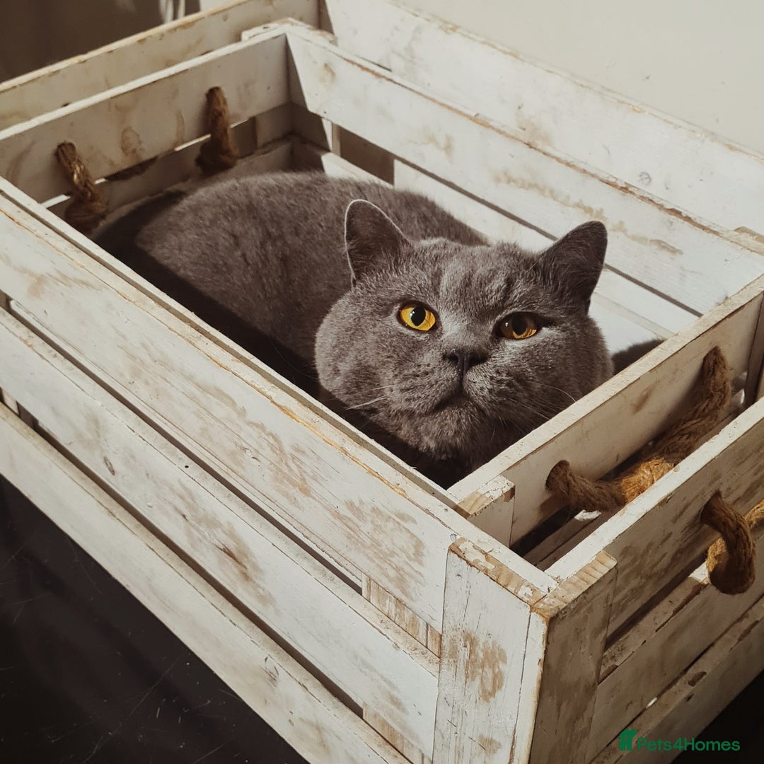British Shorthair cats for stud: ⭐️ STUD BLUE BRITISH SHORTHAIR GCCF, WREXHAM ⭐️ in Wrexham - Image 8