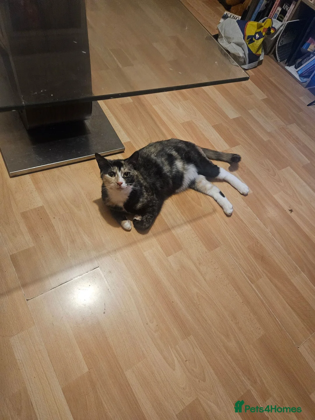 Mixed Breed cats for sale: 1 year old female cat in Glasgow - Advert 4
