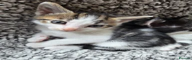 Scar (Tabby)