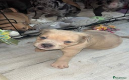 Mixed Breed dogs for sale: Beautiful pups with stunning markings  - Image 6