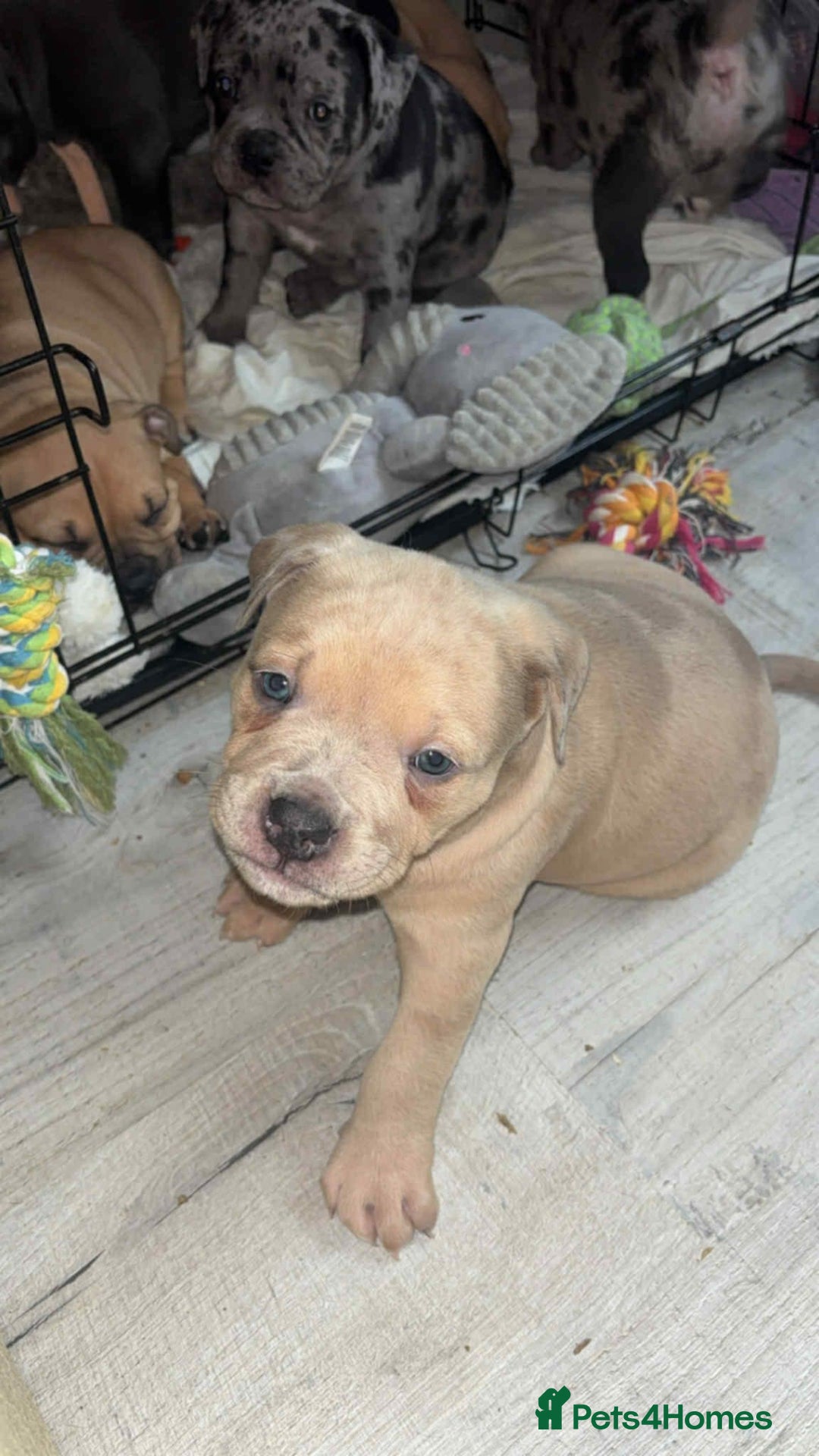 Mixed Breed dogs for sale: Beautiful pups with stunning markings  - Image 6