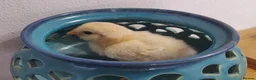 Chickens poultry for sale: Fertile chicken eggs for sale. - Advert 7