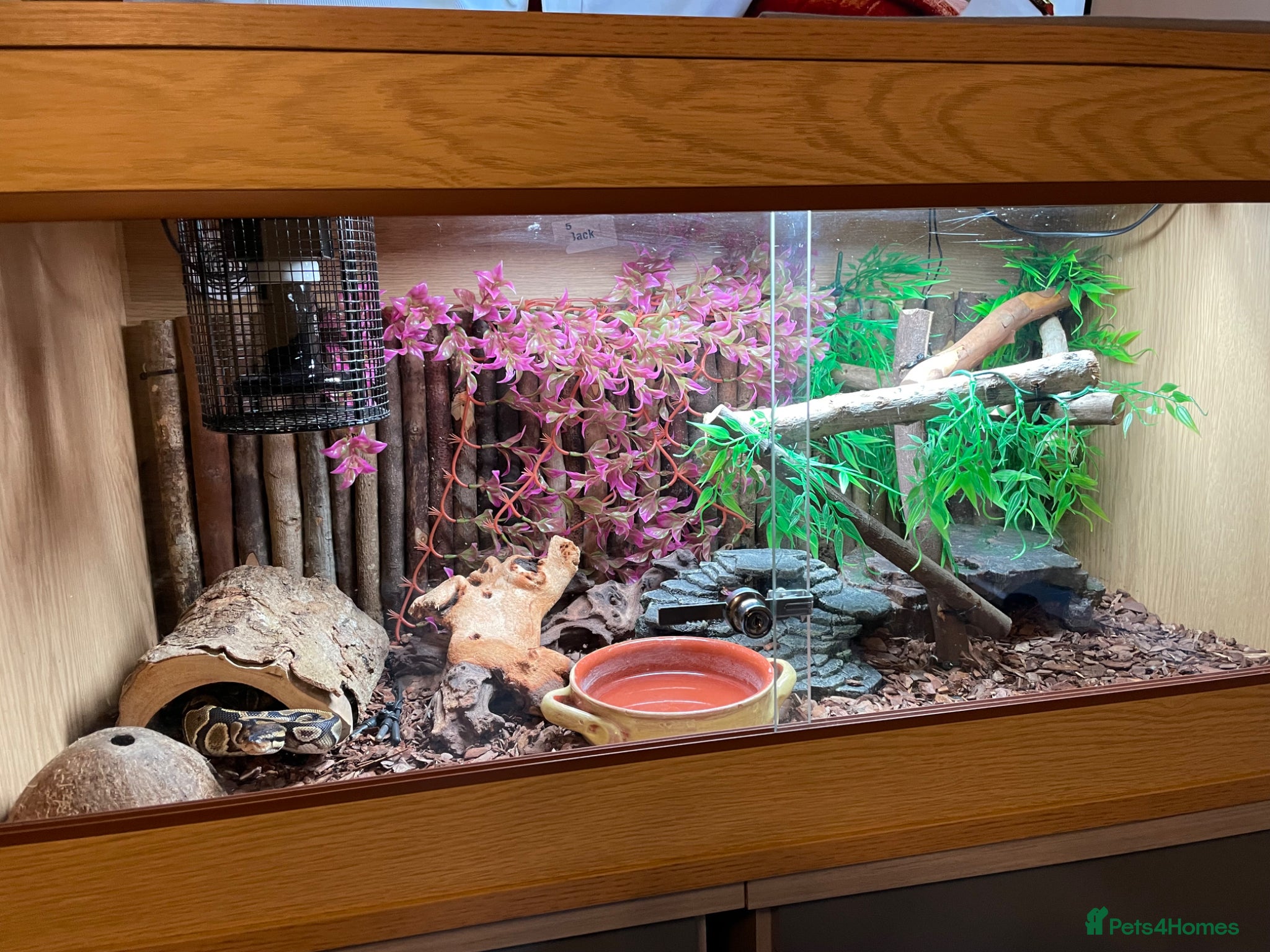 Snake reptiles 8month old Royal Python  - Advert 1