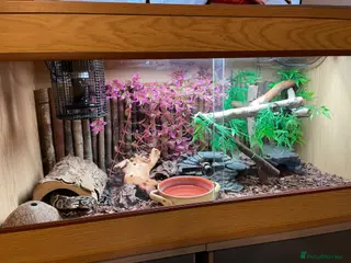 Snake reptiles 8month old Royal Python - Advert 1