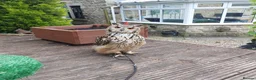 Mixed Breed birds for sale: Bengal eagle owlets available  - Advert 2