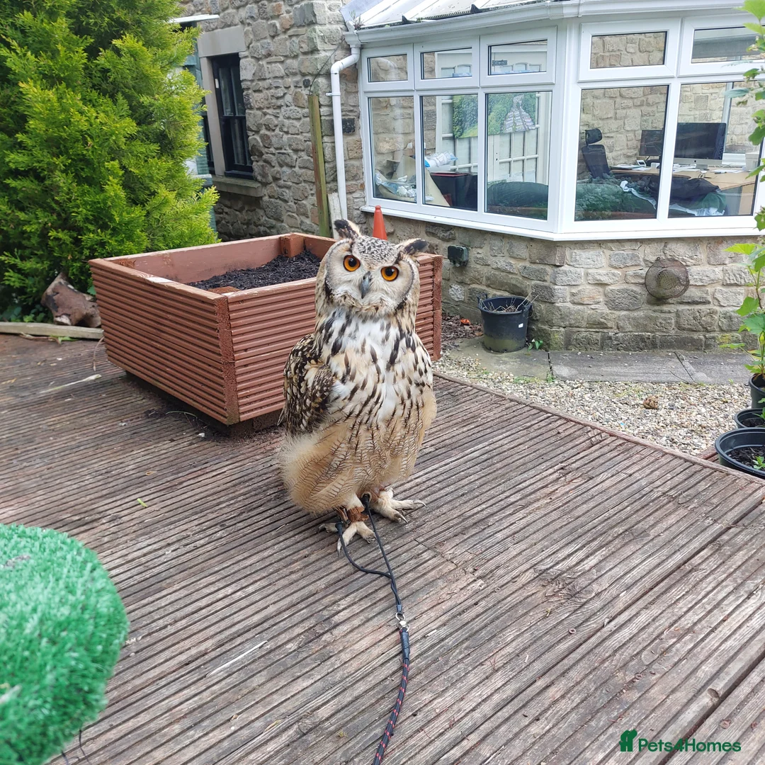 Mixed Breed birds for sale: Bengal eagle owlets available  - Advert 2