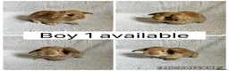 Mini Lop rabbits for sale: 4 baby mini lops ready to reserve! - Advert 1