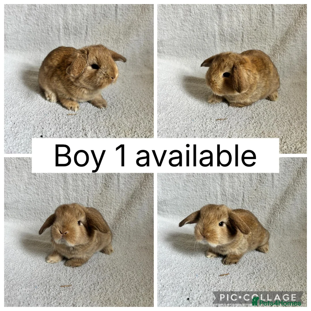 Mini Lop rabbits for sale: 4 baby mini lops ready to reserve! - Advert 1