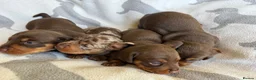 Miniature Dachshund dogs for sale: PERFECT LITTER OF MINIATURE DACHSHUNDS - Advert 5