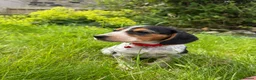 Bocker dogs for sale: Bred From Health Tested Parents - Advert 24