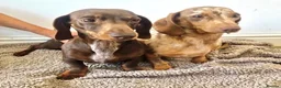 Miniature Dachshund dogs for sale: Miniature Dachshund Boys For Sale  in Blaenau Ffestiniog - Advert 15