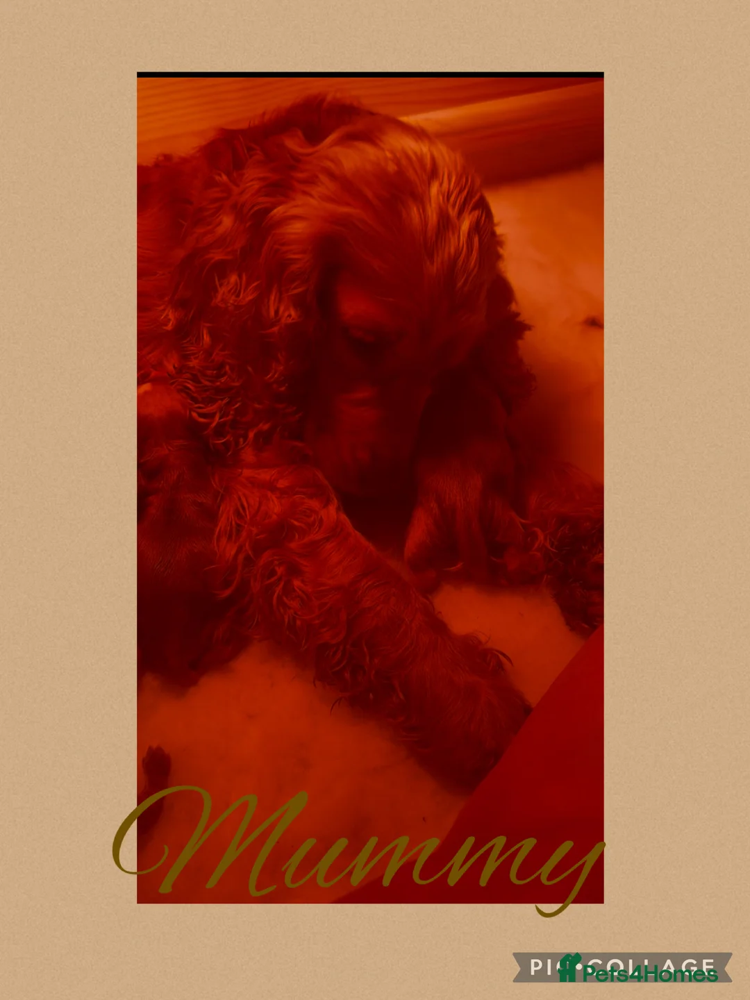 Cocker Spaniel dogs for sale: KC CHAMPION LINES GOLD SHOW SPANIEL  - Advert 14