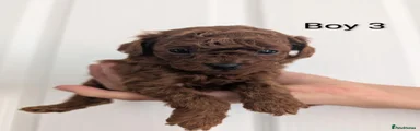 Toy Poodle 4