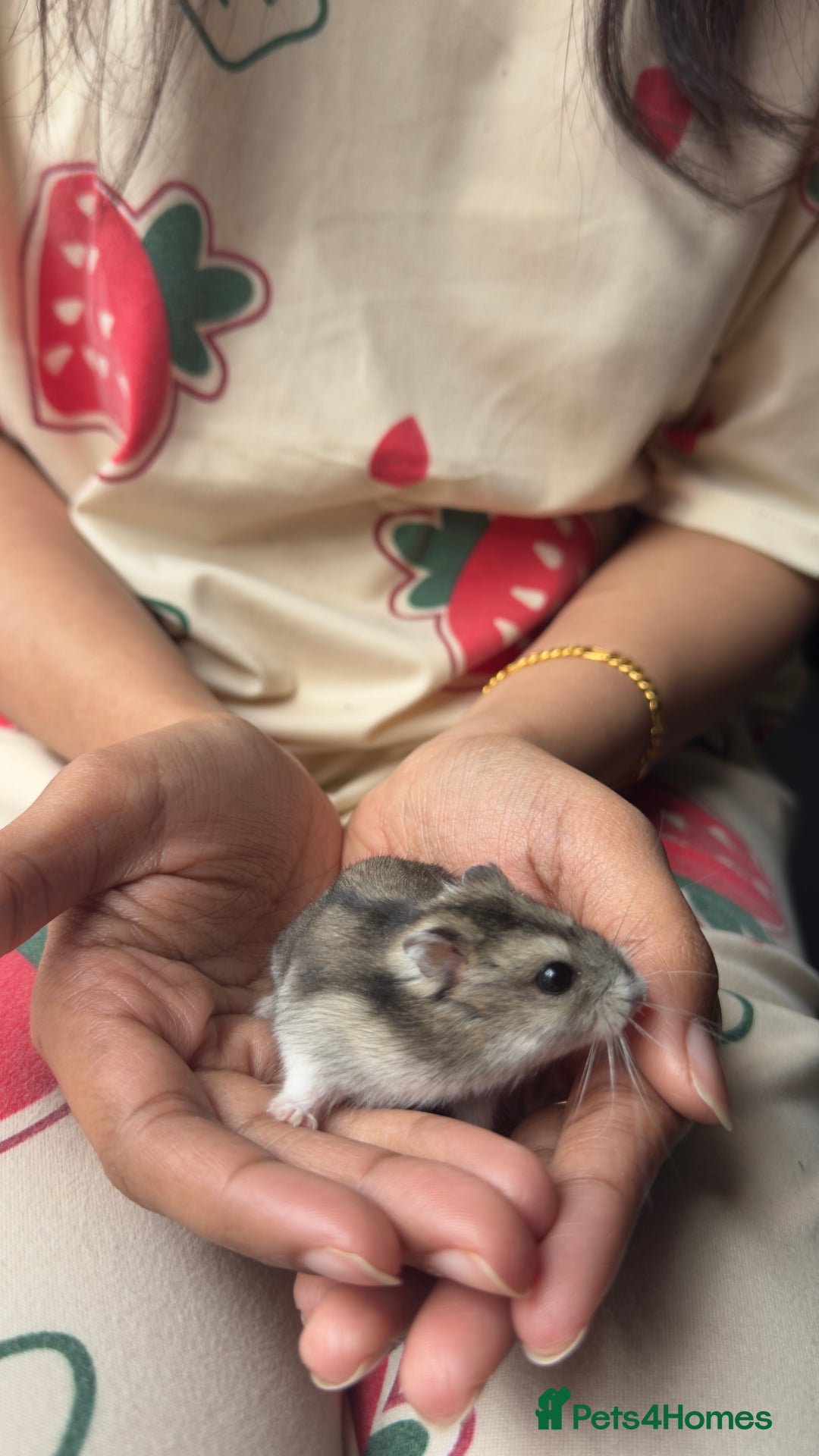 Hamster rodents for sale: Female Russian dwarf hamster looking for a newhome - Image 2