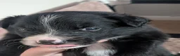 Mixed Breed dogs for sale: Welsh collie puppies  - Advert 5