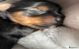 Yorkshire Terrier dogs for sale: Gorgeous Tiny Yorkshire terrier puppy  - Image 5