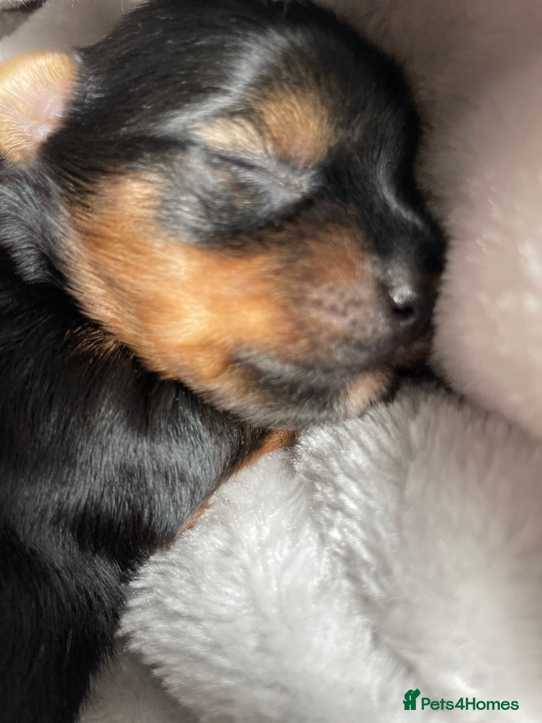 Yorkshire Terrier dogs for sale: Gorgeous Tiny Yorkshire terrier puppy  - Image 5