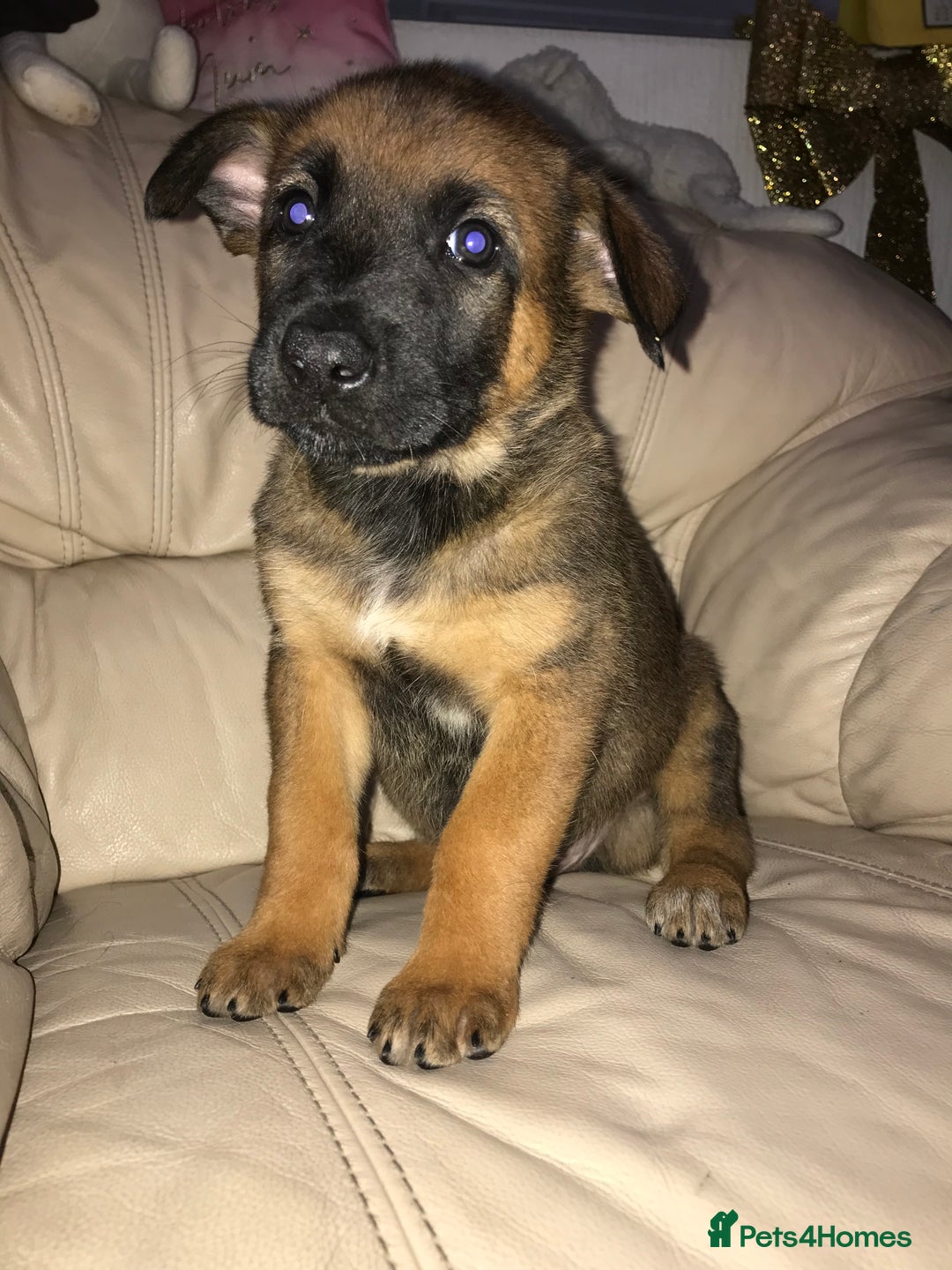 Belgian Shepherd Dog dogs for sale: Belgian Malinois puppy’s  - Image 23