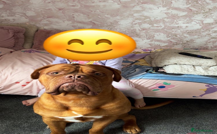 Dogue De Bordeaux dogs in Newcastle upon Tyne - Advert 1