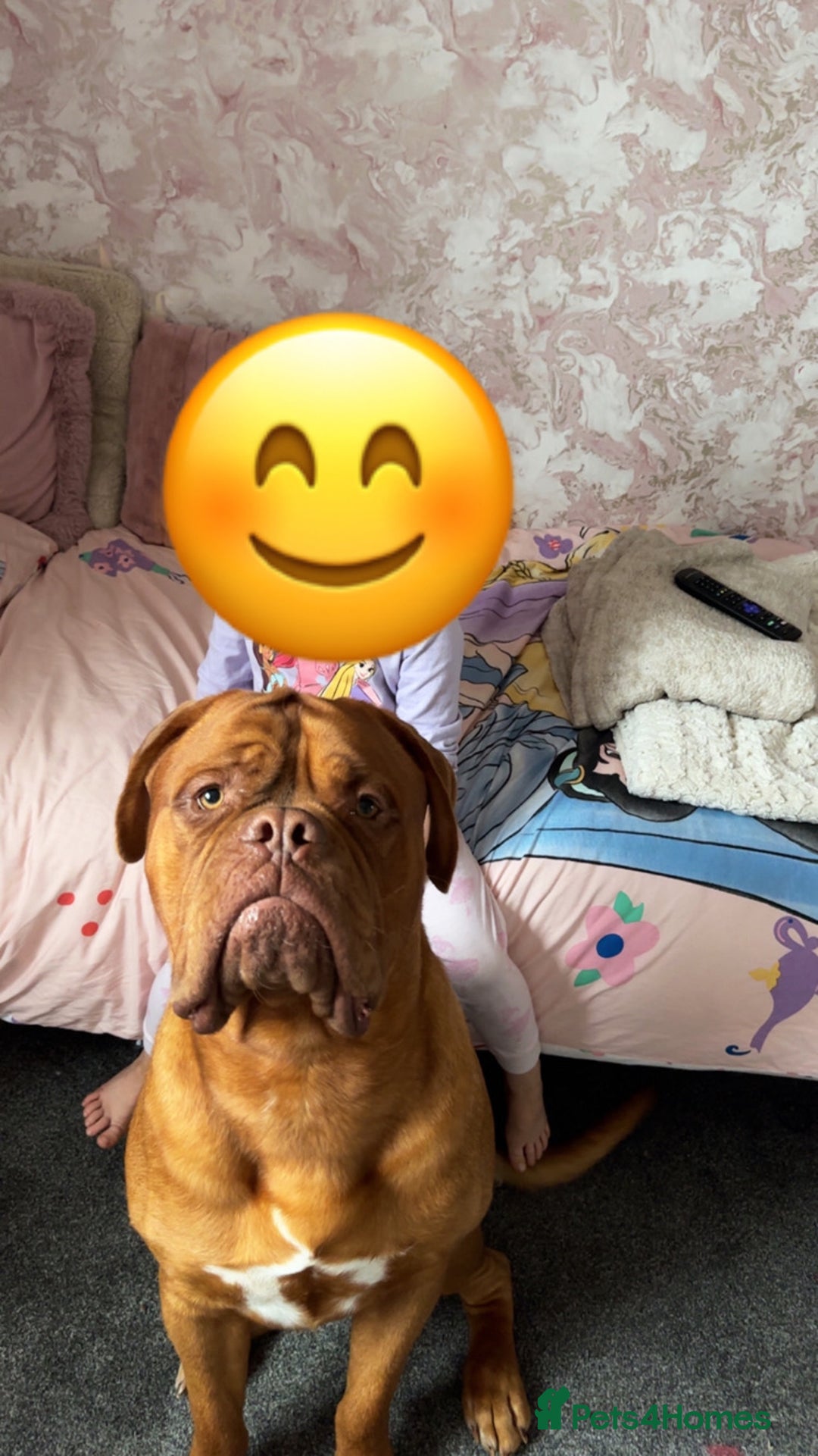 Dogue De Bordeaux dogs for stud: Proven KC Reg Dogue De Bordeaux in Newcastle upon Tyne - Image 2