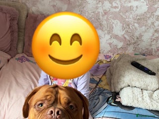 Dogue De Bordeaux dogs Proven KC Reg Dogue De Bordeaux in Newcastle upon Tyne - Advert 18