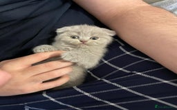 Scottish Fold cats for sale: Very Friendly Kittens, Pedigree Scottish Fold  - Image 3